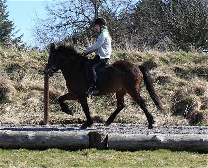 Islænder Björk fra Juelsgård - 9. april ´11 billede 20