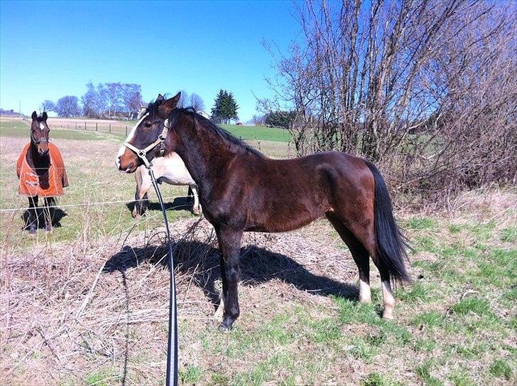 Anden særlig race Cosmo - Han er begyndt og blive hingstet og super lækker og se på, tror at om 6 mrd så og godt med wrap så er han fantastisk billede 16