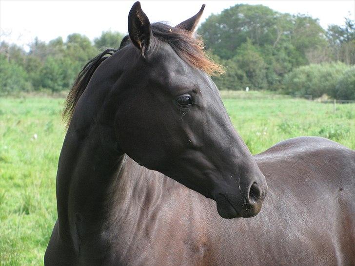 Quarter India Upon A Star billede 4