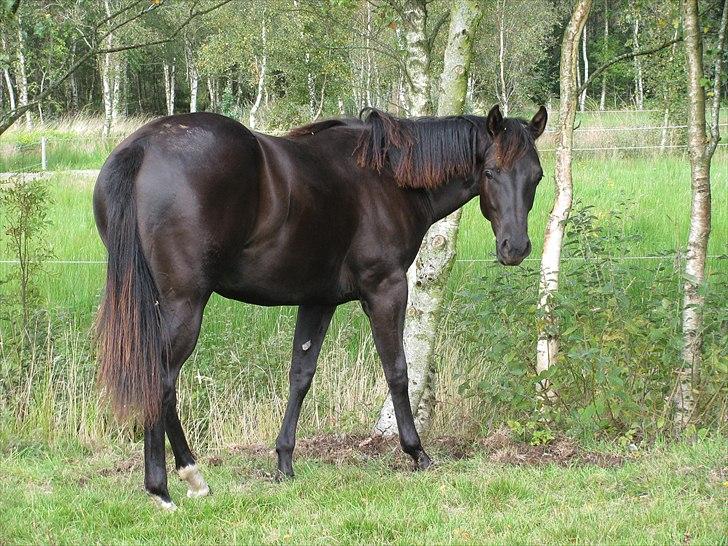 Quarter India Upon A Star billede 5