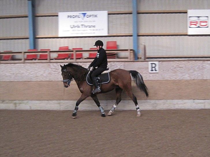 Anden særlig race Storm SOLGT billede 1