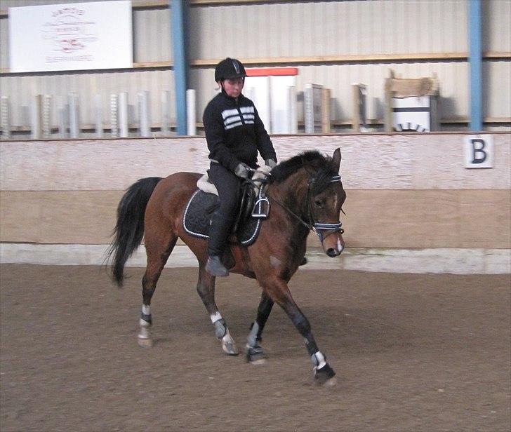 Anden særlig race Storm SOLGT billede 2