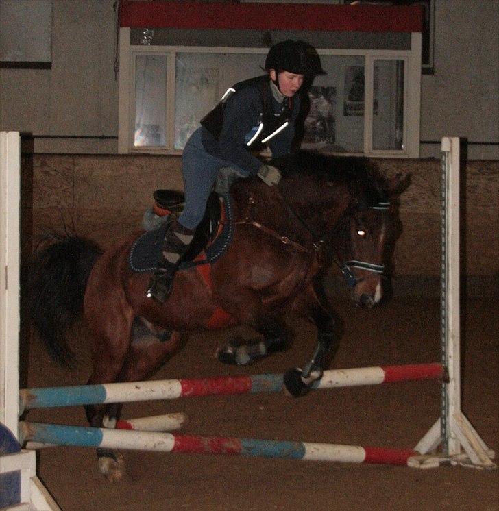 Anden særlig race Storm SOLGT billede 3