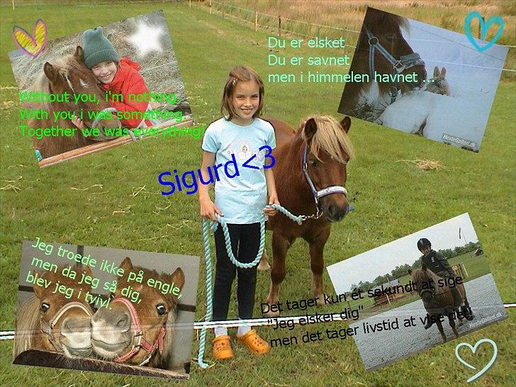 Shetlænder Sigurd billede 16