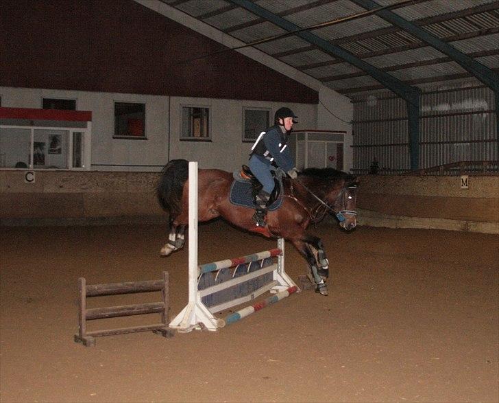 Anden særlig race Storm SOLGT billede 5