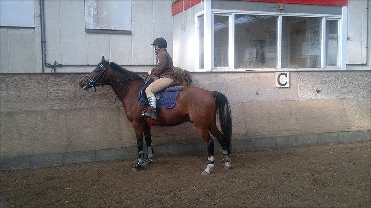 Anden særlig race Storm SOLGT billede 6