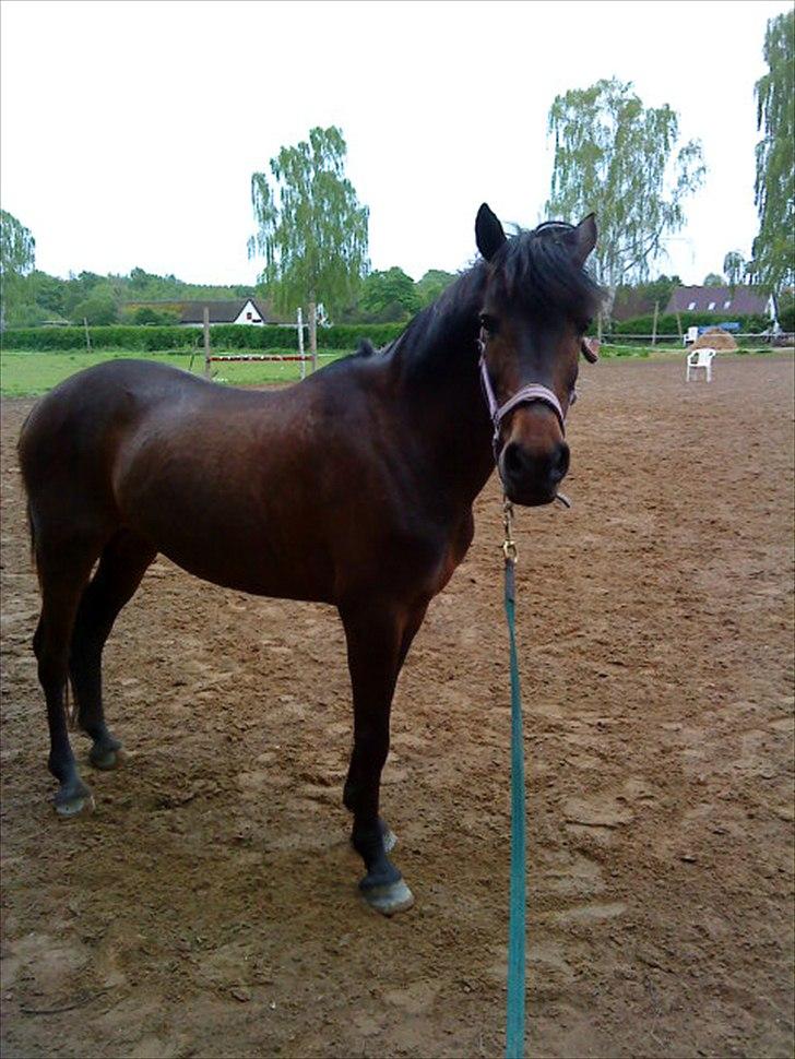 New Forest Bella - Jeg ser så meget mere end du aner. billede 7