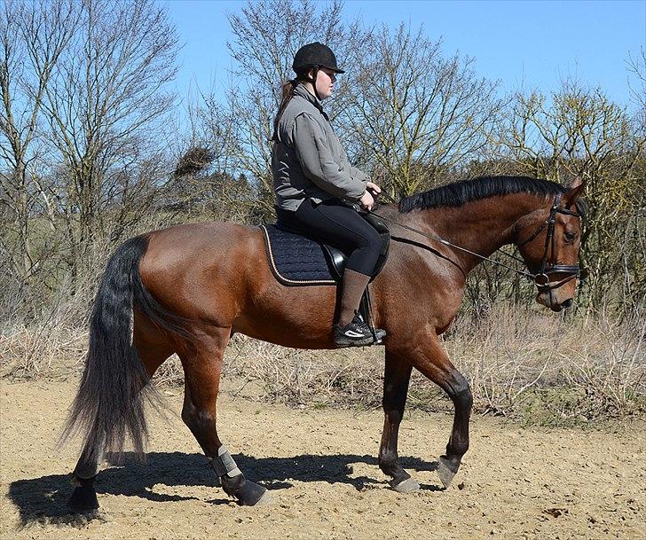 Tysk Varmblod Stald Mejses Rolex billede 11