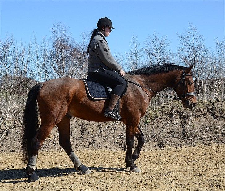 Tysk Varmblod Stald Mejses Rolex billede 14