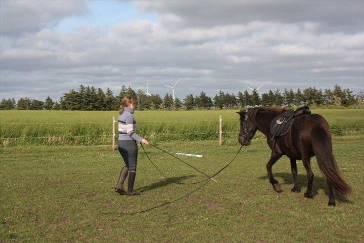 Islænder Nanna fra Sjørslev billede 9