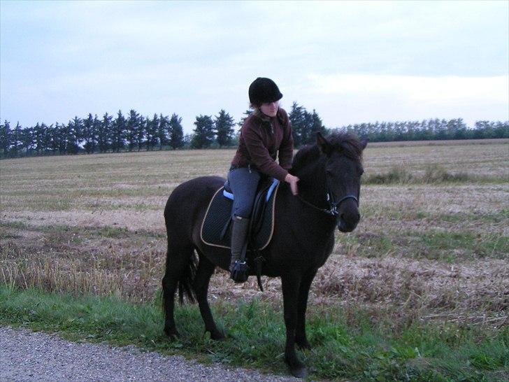 Islænder Nanna fra Sjørslev billede 10