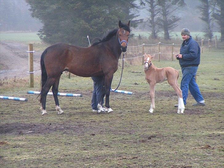Palomino Golden Lobell R.I.P - hans første udetur billede 12