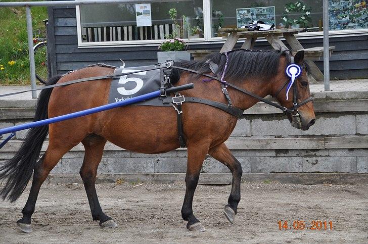 Anden særlig race Cayenne *Låner* - 2. plads 2011<3 billede 18