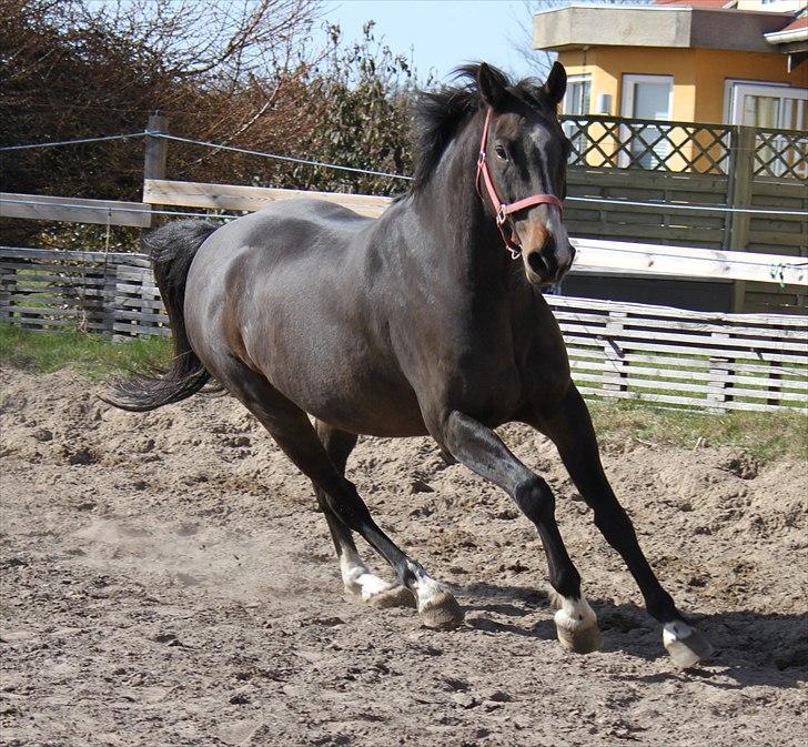 Dansk Varmblod Cor de'Light  R.I.P <3 - ©JN© billede 1