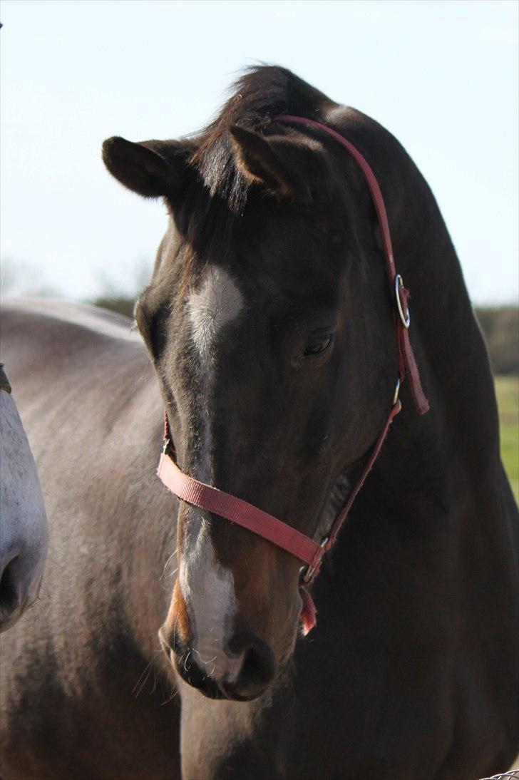 Dansk Varmblod Cor de'Light  R.I.P <3 - ©JN© billede 2