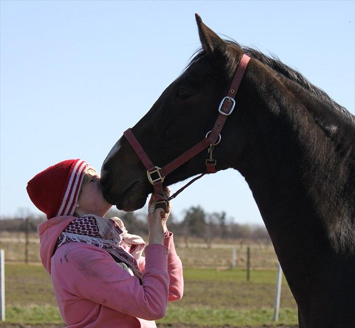 Dansk Varmblod Cor de'Light  R.I.P <3 - ©JN© billede 3