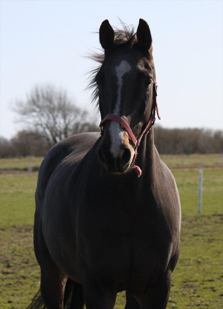 Dansk Varmblod Cor de'Light  R.I.P <3 - ©JN© billede 4