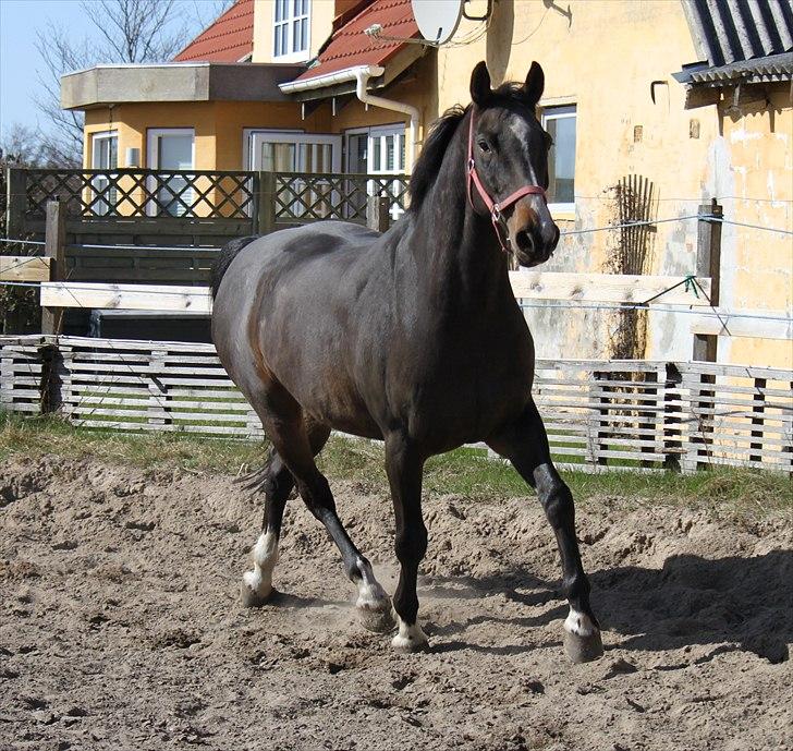 Dansk Varmblod Cor de'Light  R.I.P <3 - ©JN© billede 5