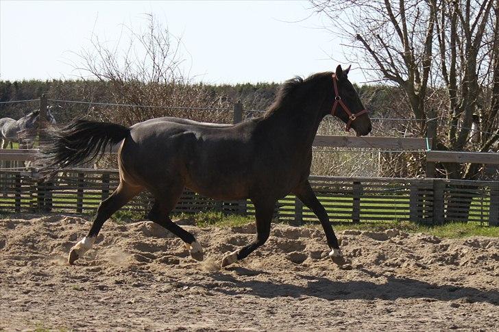 Dansk Varmblod Cor de'Light  R.I.P <3 - ©JN© billede 6