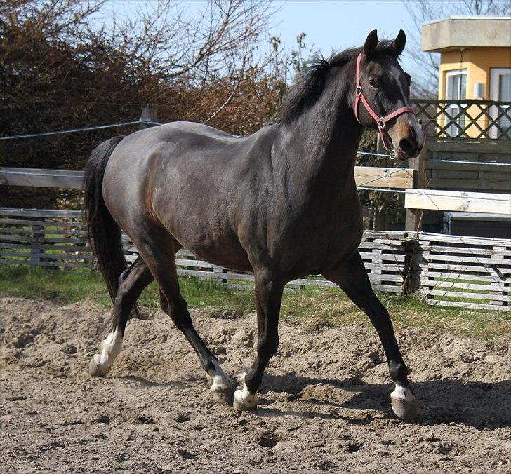 Dansk Varmblod Cor de'Light  R.I.P <3 - ©JN© billede 7