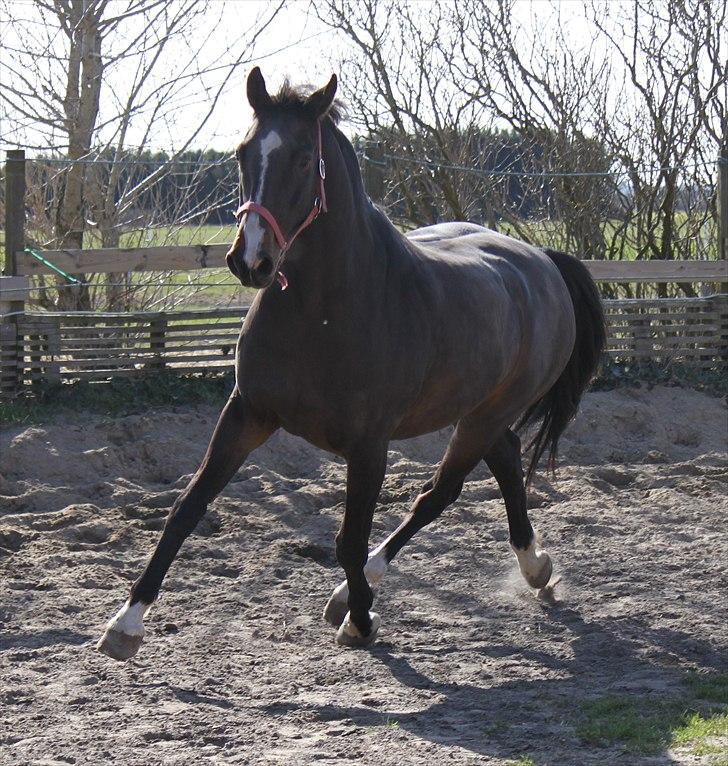 Dansk Varmblod Cor de'Light  R.I.P <3 - ©JN© billede 8