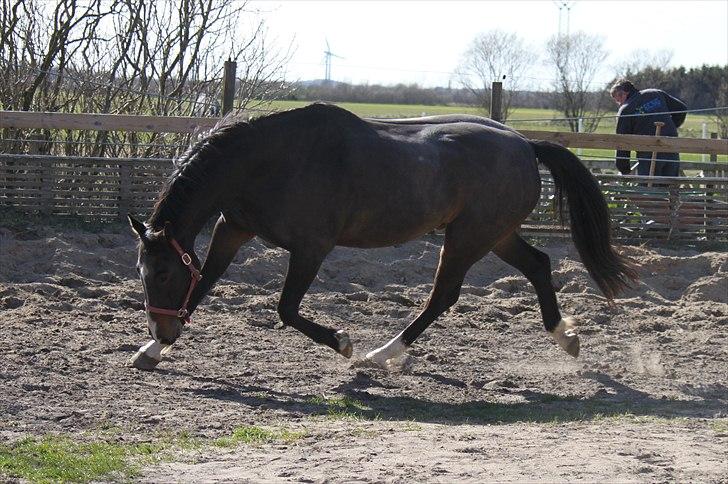 Dansk Varmblod Cor de'Light  R.I.P <3 - ©JN© billede 9