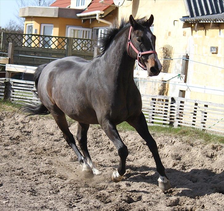 Dansk Varmblod Cor de'Light  R.I.P <3 - ©JN© billede 10