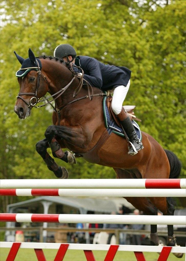 Dansk Varmblod Kraghedes Rosinante - Morfar: Aston DVE 668 .. Rosinante har helt klart arvet Astons lille stjerne :D  billede 19