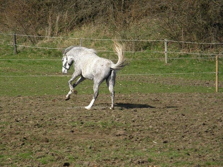 Welsh Partbred (Sec F) Klintholms Miss Shania billede 4
