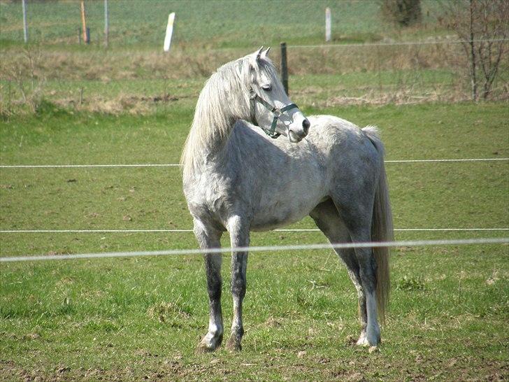 Welsh Partbred (Sec F) Klintholms Miss Shania billede 1