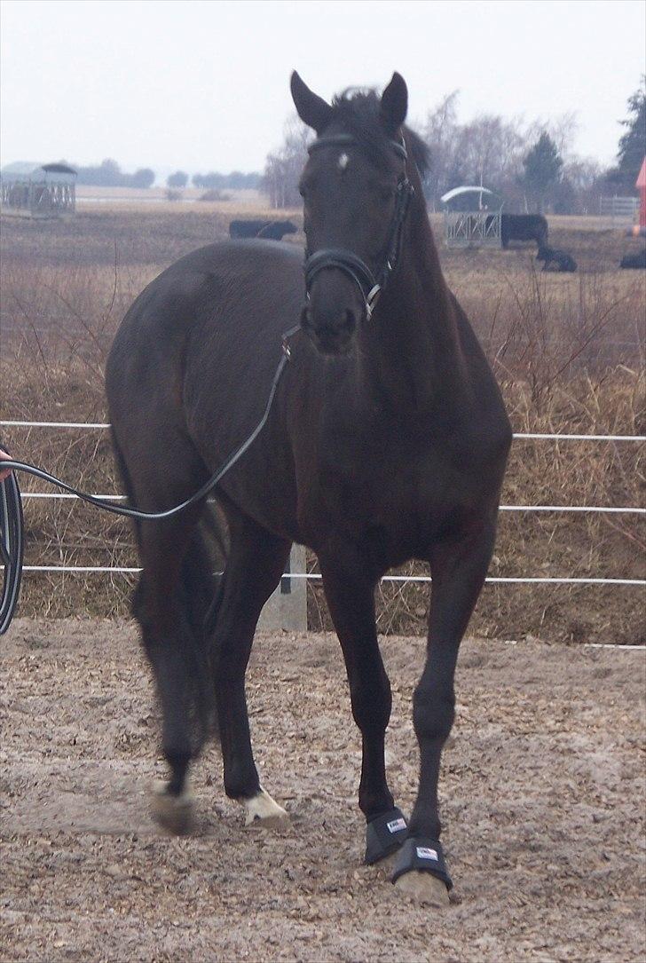 DSP Pop-Eye billede 1