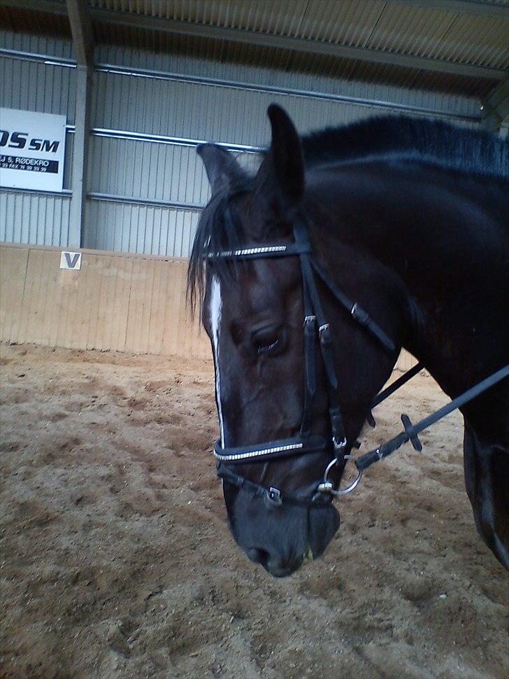 Oldenborg Max  - Max<3
 billede 2