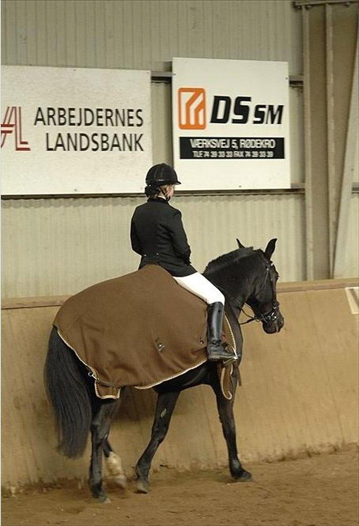 Oldenborg Max  - Stævne  billede 3