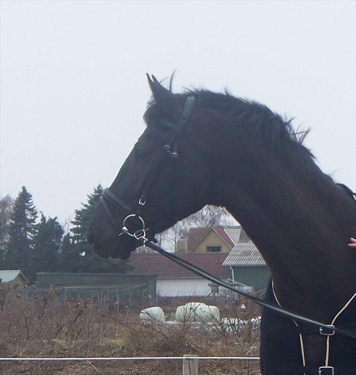 DSP Pop-Eye billede 3