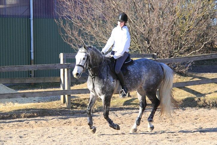 Anden særlig race Saigon (Bonsai) billede 3