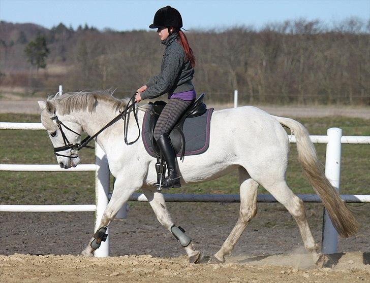 New Forest Nyskoven's Bellis, ridder - ©NB© billede 9