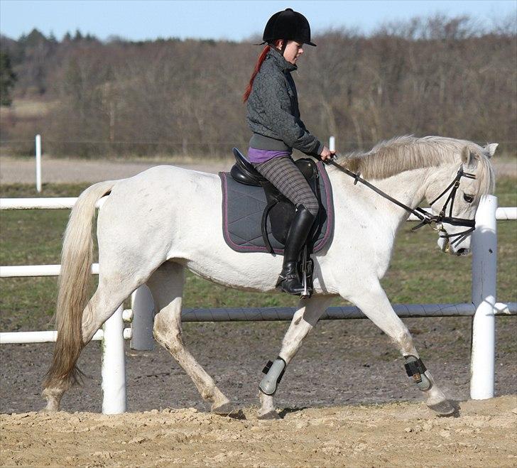 New Forest Nyskoven's Bellis, ridder - ©NB© billede 10