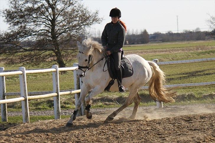 New Forest Nyskoven's Bellis, ridder - ©NB© billede 11