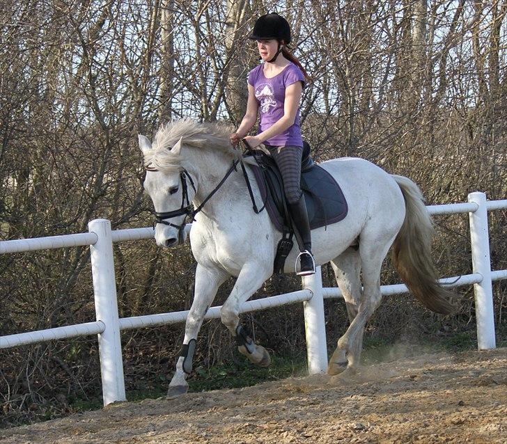 New Forest Nyskoven's Bellis, ridder - ©NB© billede 12