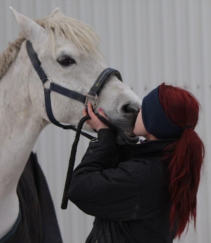 New Forest Nyskoven's Bellis, ridder - ©NB© søde Bellis billede 14