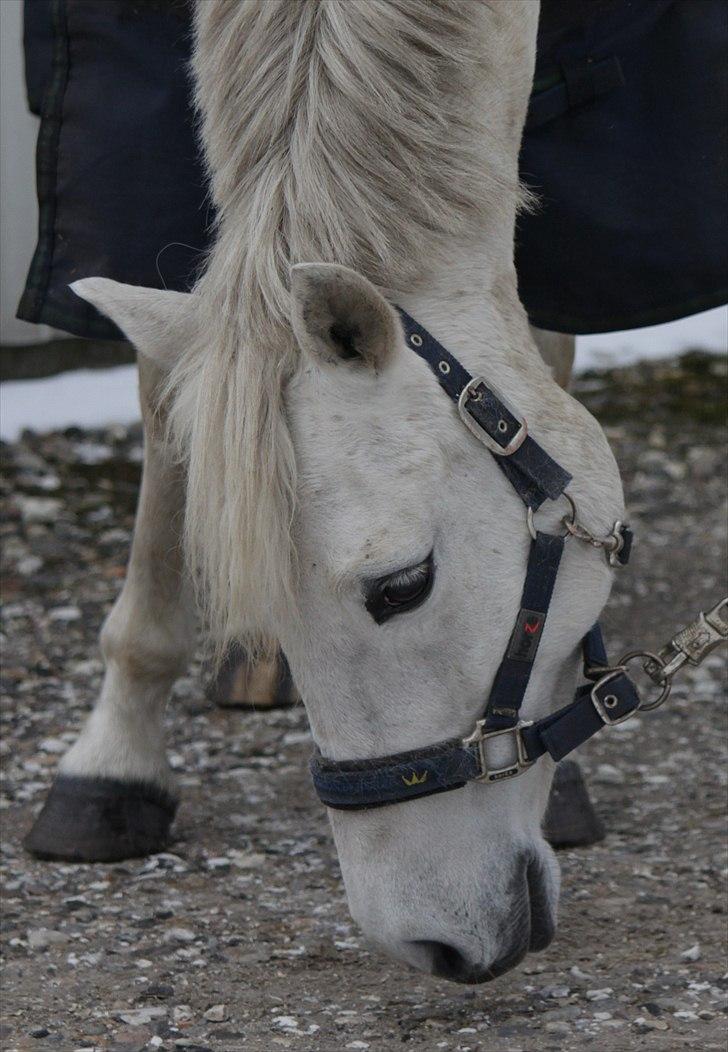 New Forest Nyskoven's Bellis, ridder - ©NB© billede 15