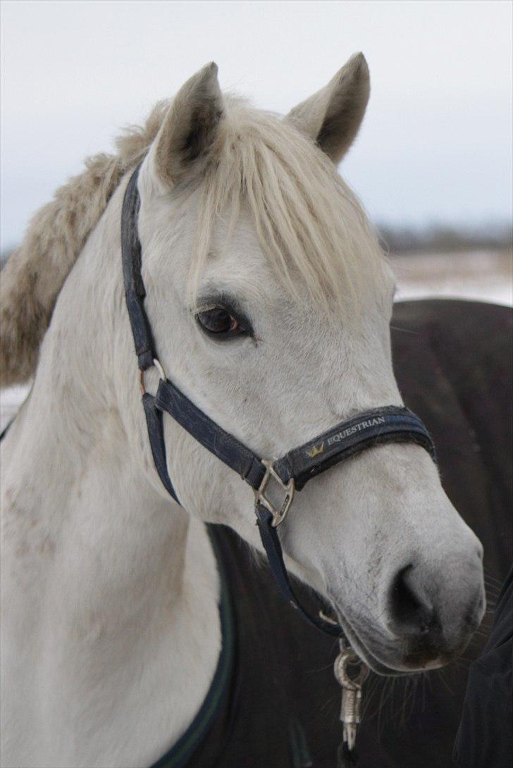 New Forest Nyskoven's Bellis, ridder - ©NB© billede 16
