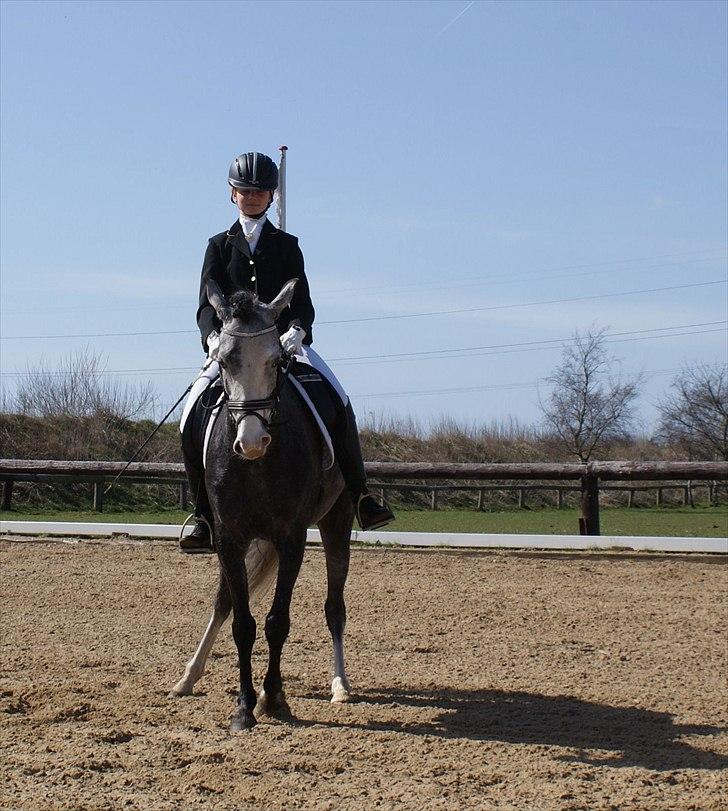 Sportsaraber (A) Gomez billede 10