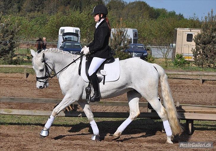 New Forest Nyskoven's Bellis, ridder - ©LKB© billede 7