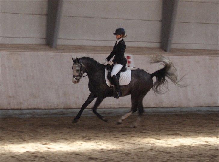 Sportsaraber (A) Gomez - Gomez's første stævne NHR 64% <3 billede 11