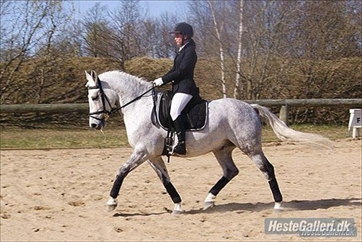 Anden særlig race Maseille billede 1