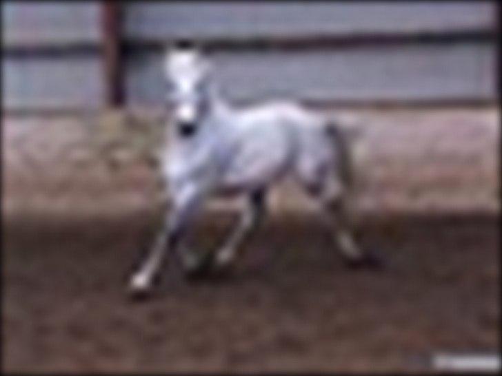 Anden særlig race Maseille billede 3