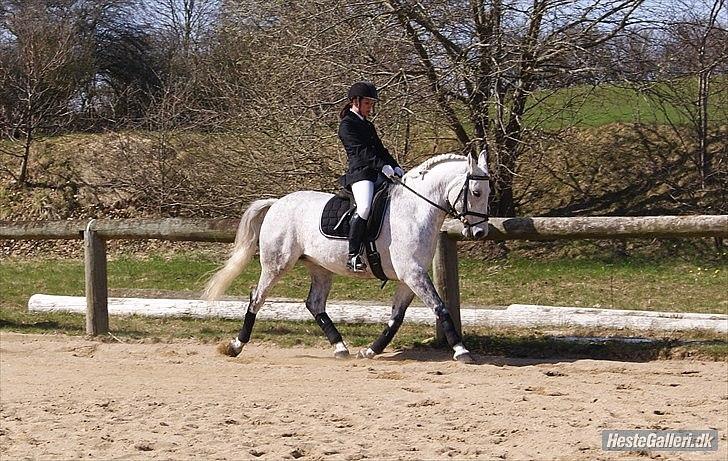 Anden særlig race Maseille billede 4