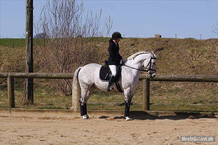 Anden særlig race Maseille billede 6