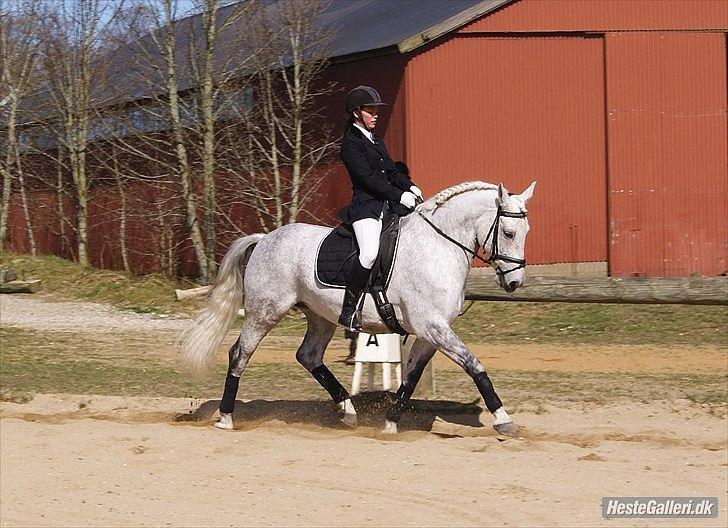 Anden særlig race Maseille billede 7